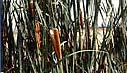 Typha orientalis